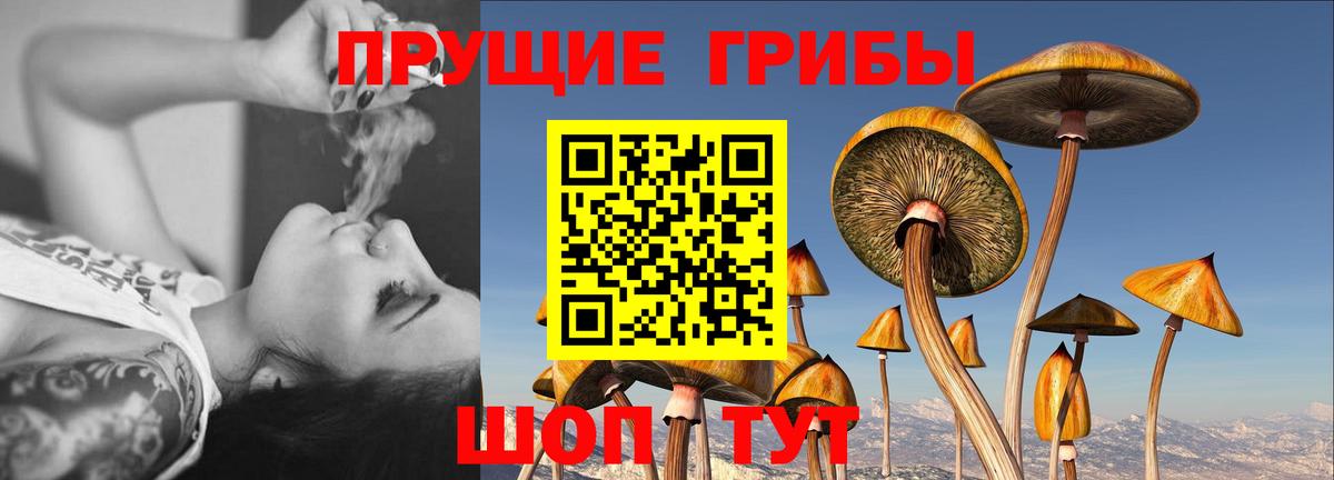 Псилоцибиновые грибы прущие грибы Верхняя Пышма